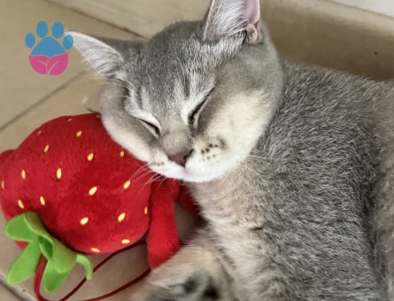 Biritiş kedime eş arıyorum