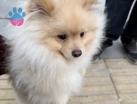 Pomeranian erkek 7 aylık