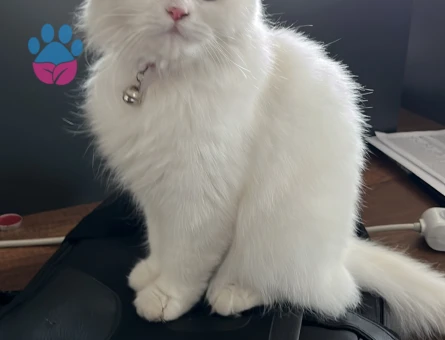 British Longhair Kızımıza Eş Arıyoruz