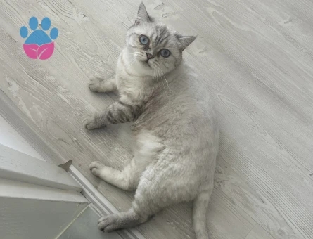British Shorthair 2 Yaşında Dİşi Kızgınlıkta