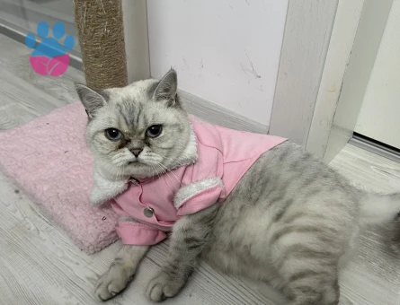 British Shorthair 2 Yaşında Dİşi Kızgınlıkta