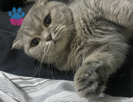 Kızım rosie ye eş arıyoruz