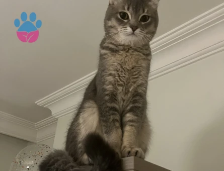 Scottish Fold Kızıma eş arıyorum