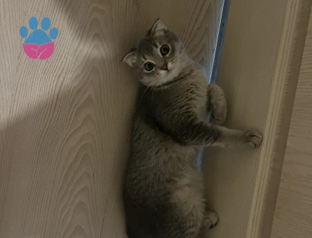 Scottish Fold Kızıma eş arıyorum