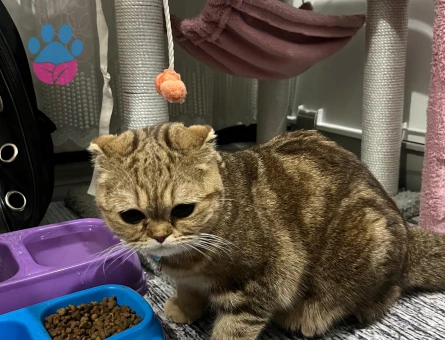 Kızımız için güzel bir eş arıyoruz