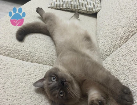 British bluepoint 10 Aylık Eş Arıyor