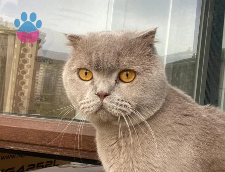 scottish fold kedimize dişi eş arıyoruz