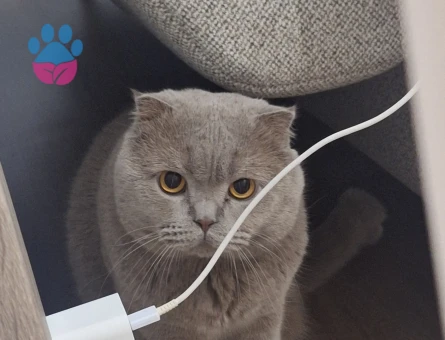 scottish fold kedimize dişi eş arıyoruz