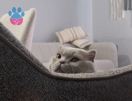 scottish fold kedimize dişi eş arıyoruz