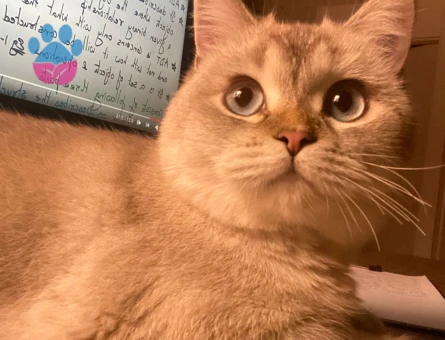 1 Yaşında British Shorthair Dişi Kedim Eş Arıyor