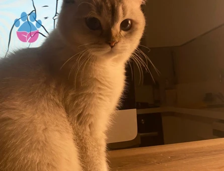 1 Yaşında British Shorthair Dişi Kedim Eş Arıyor