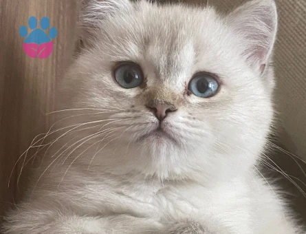 1 Yaşında British Shorthair Dişi Kedim Eş Arıyor