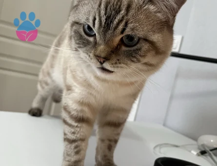 İzmir'de British Erkek Kedime Eş Arıyorum