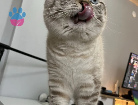 İzmir'de British Erkek Kedime Eş Arıyorum