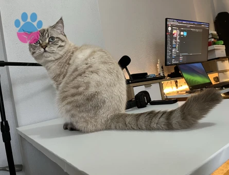 İzmir'de British Erkek Kedime Eş Arıyorum