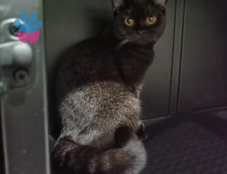 Scottish Fold Kedim Eş Arıyor 1 Yaşında