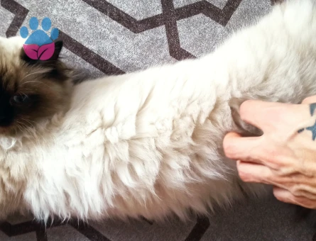 Siyam 1 Yaşında Kedim Eş Arıyor