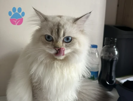 British Shorthair Sütlaç Kızgınlıkta