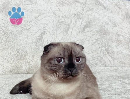 Scottish Fold dişi 3 Yaşında Eş Arıyor