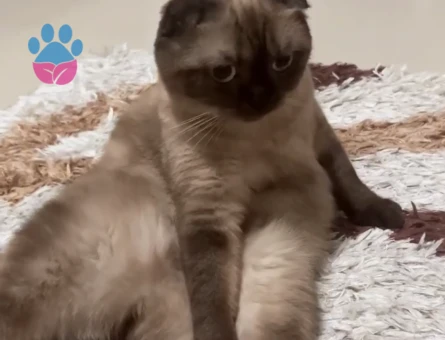 Scottish Fold dişi 3 Yaşında Eş Arıyor
