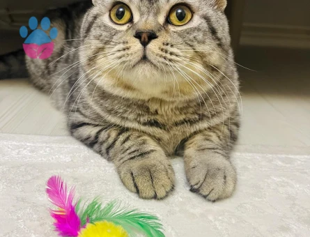 11 Aylık British Shorthair Erkek Kızgınlıkta