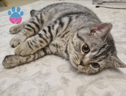 11 Aylık British Shorthair Erkek Kızgınlıkta