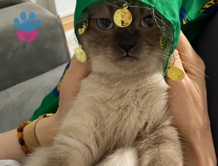 british shorthair kedime eş arıyorum