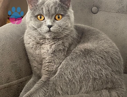 British kızıma yakışıklı damat arıyorum