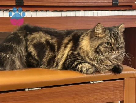 British Longhair 1 Yaşında kızgınlıkta Dişi