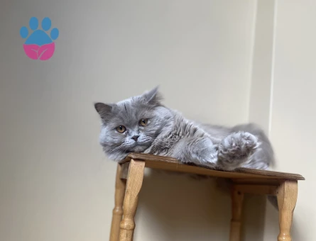 British Longhair Kedime Eş Arıyorum