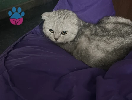Scottish fold 7 Aylık Kedime Eş Arıyorum