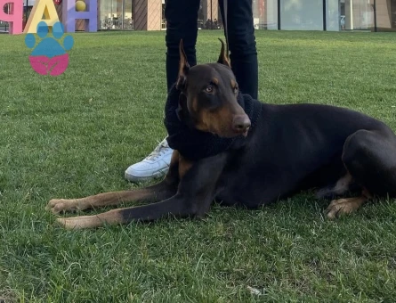 Erkek Dobermanıma Eş Arıyorum