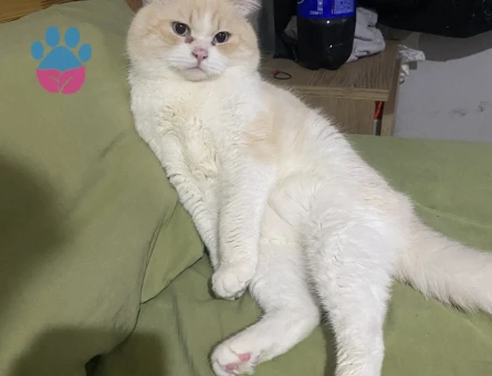 British Shorthair 3 Yaşında Eş Arıyor