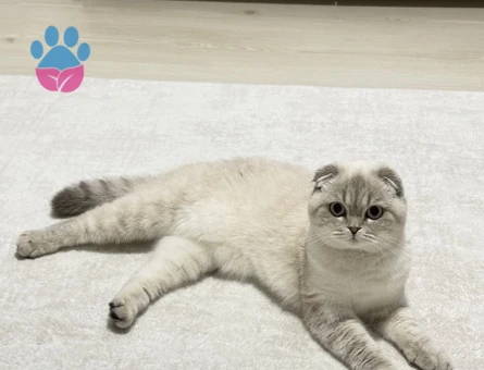 Dişi - Scottish fold eş arıyorum