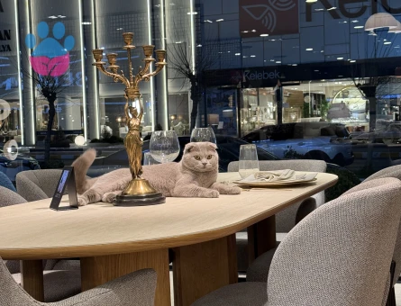 Scottish Fold 11 Aylık Eş Arıyor