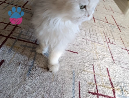 British longhair 3 Yaşında Eş Arıyor