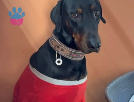 Doberman 3 yaşında oğlumuza eş arıyoruz