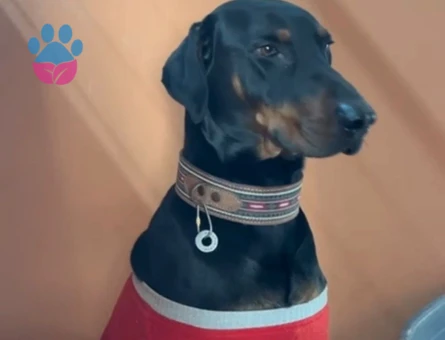 Doberman 3 yaşında oğlumuza eş arıyoruz