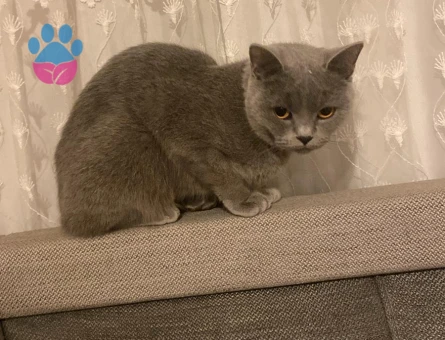 Kedime bir eş arıyorum