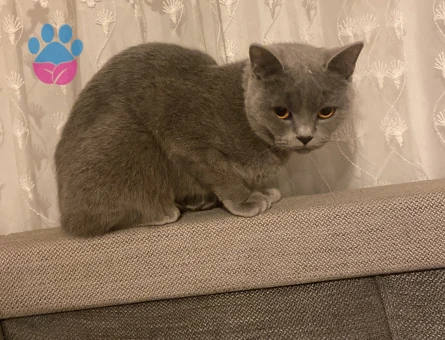 Kedime bir eş arıyorum