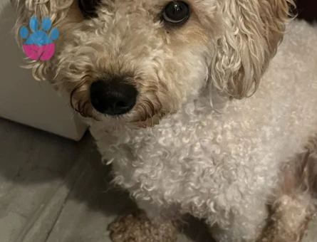 Toy Poodle Oğluma Eş Arıyorum