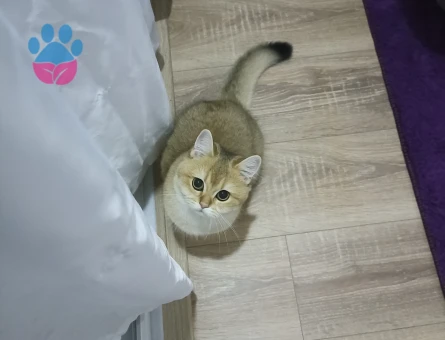 Dişi Scottish fold Kızgınlıkta