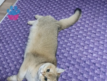 Dişi Scottish fold Kızgınlıkta