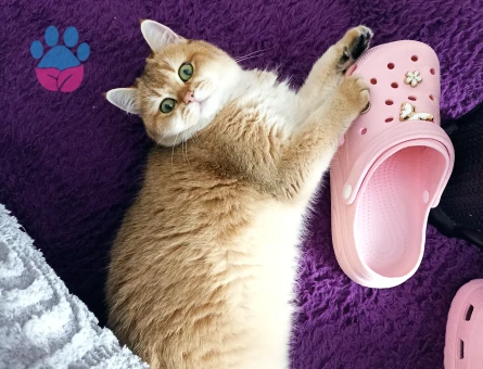 Dişi Scottish fold Kızgınlıkta