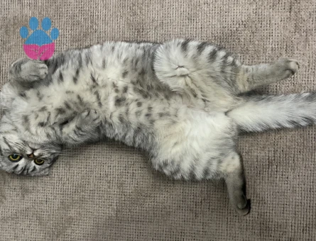 Scottish Fold 1 Yaşında Kedim Eş Arıyor