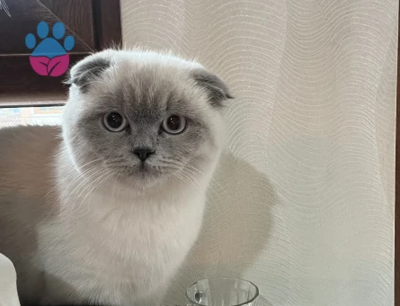 Erkek kedi arıyoruz