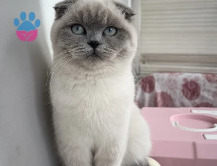 Erkek kedi arıyoruz