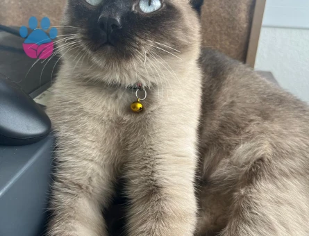 Acil Prenses Aranıyorrr :)