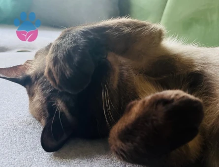 Acil Prenses Aranıyorrr :)