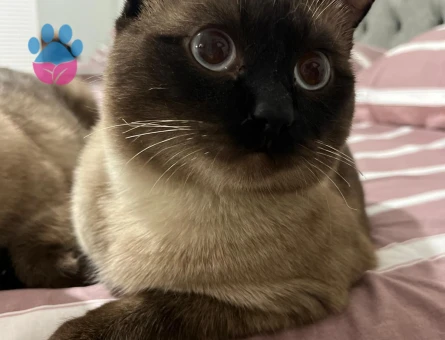 Acil Prenses Aranıyorrr :)